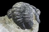 Detailed Gerastos Trilobite Fossil - Morocco #145763-5